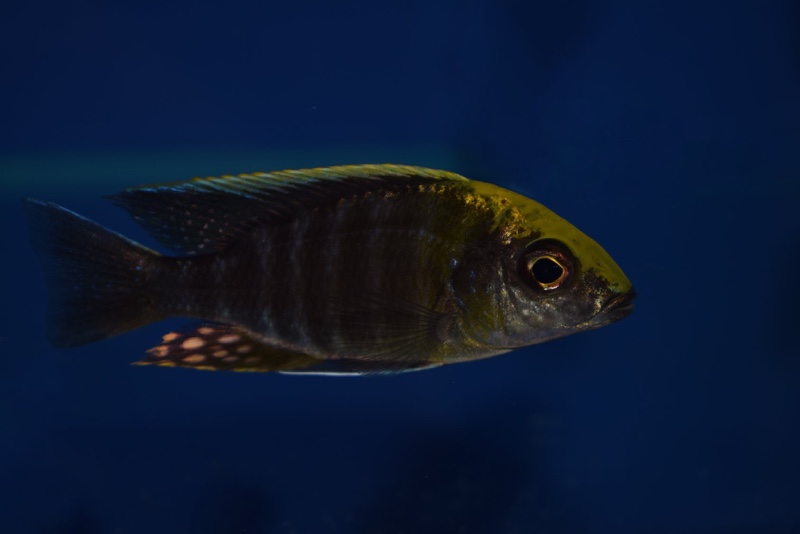 Aulonocara maylandi 'Liwewe Reef'